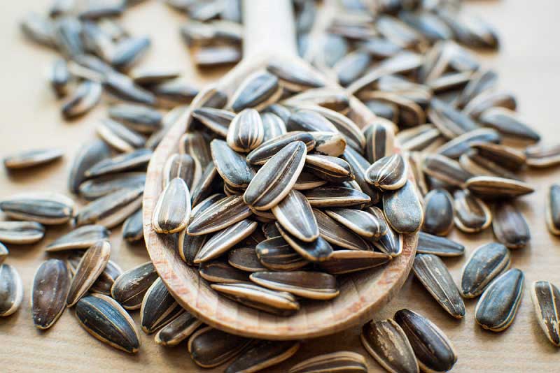 Sunflower Seeds